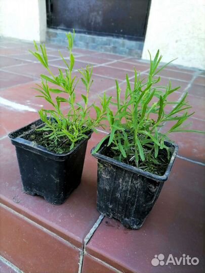 Лаванда саженцы
