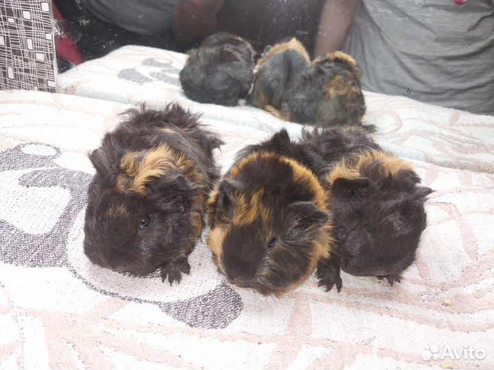 Малыши от длинношерстных морских свинок