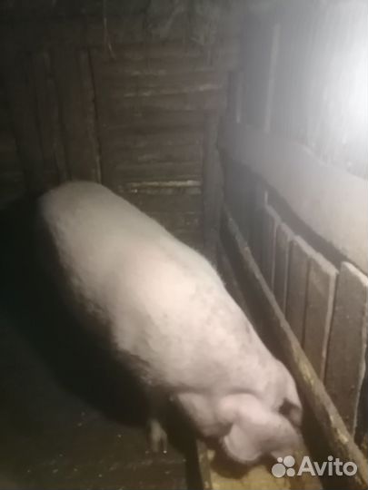 Хряка ландраса