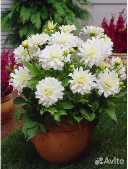 Георгины клубни 3 сорта