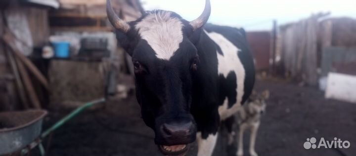 Корова первотелка