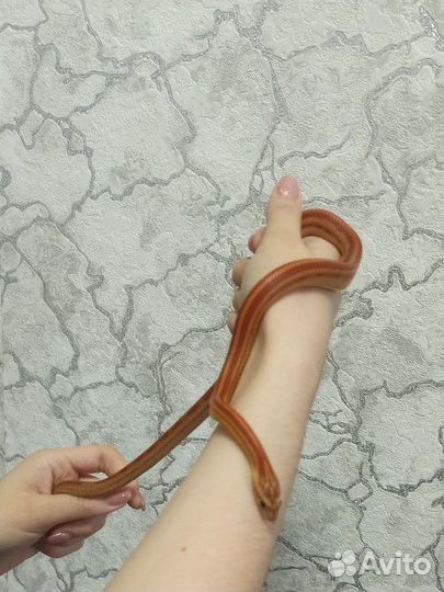 Змея маисовый полоз