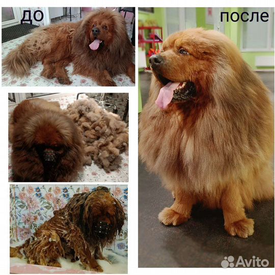 Услуги грумера