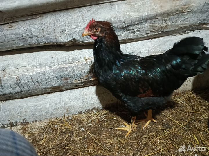 Бандервельдер петушки