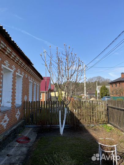 Каштан 5 метров