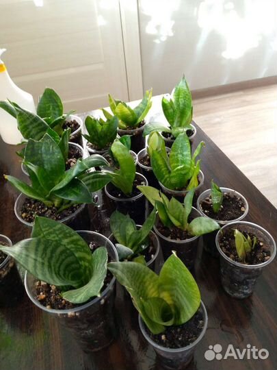 Комнатные цветы растения