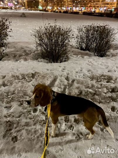 Выгул собак