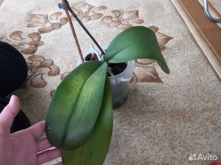 Орхидея фаленопсис