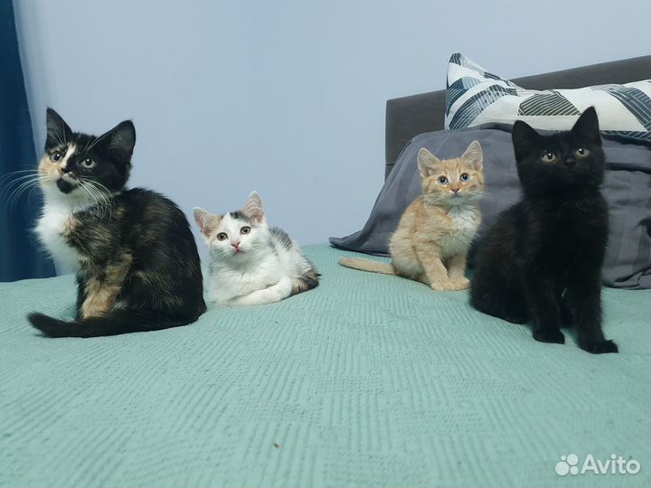 Пять очаровательных малышей ищут дом