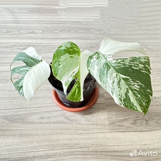Монстера вариегатная
