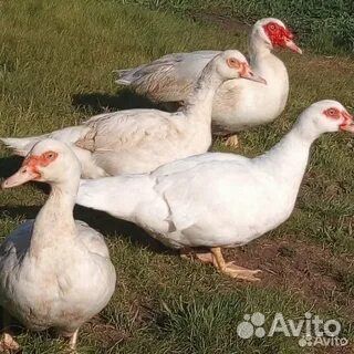 Индоутки (утки)