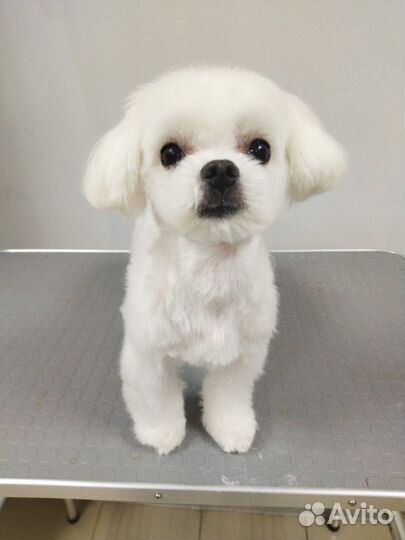 Вязка мальтезе кобель