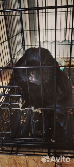 Продаётся кролик