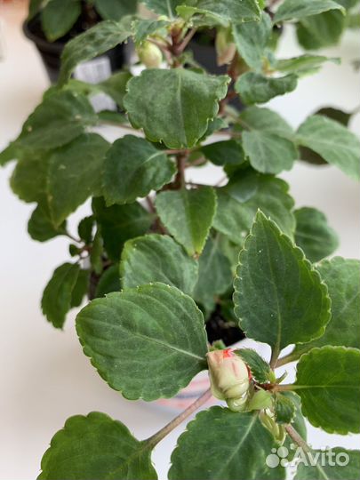 Бальзамин махровый