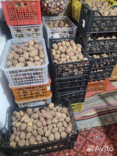 Семенной картофель