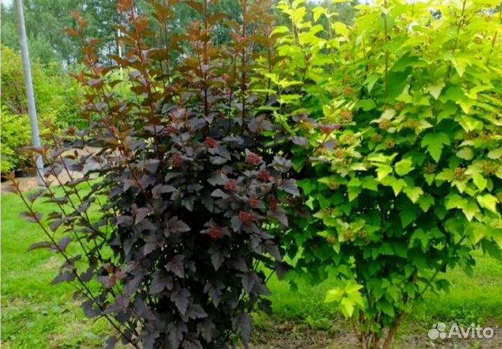 Пузыреплодник калинолистный