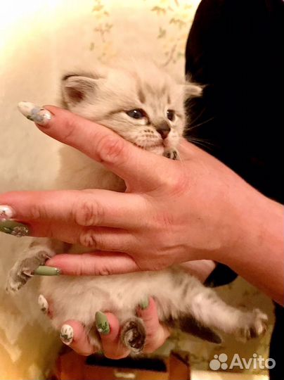 Котенок