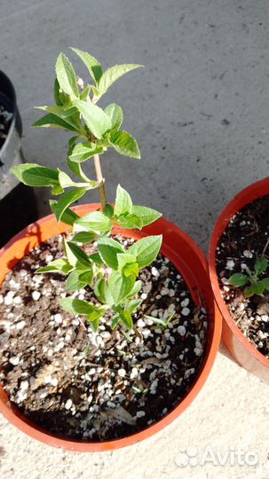 Гортензия метельчатая Бобо, Самарская Лидия