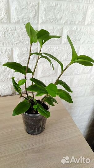 Традесканция