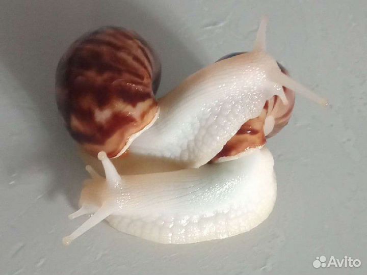 Улитка ахатина альбинос