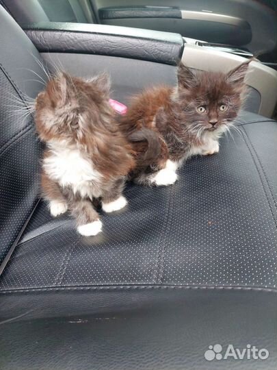 Котята мейн-кун