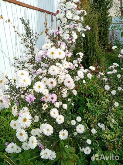 Октябрины. Цветет до ноября