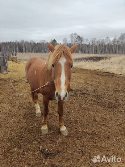 Конь, жеребец
