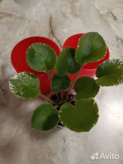 Фиалки сортовые