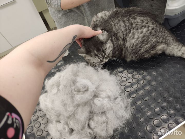 Грумер для кошек с выездом на дом