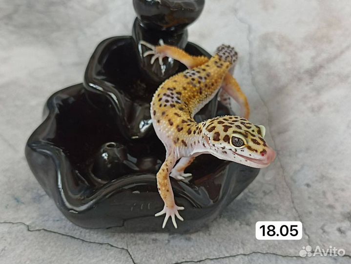 Малыш эублефара