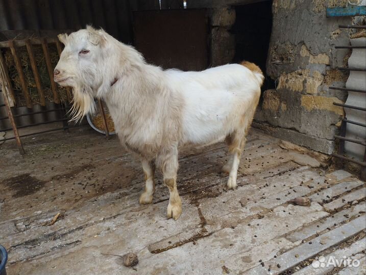 Козел для огула ваших коз