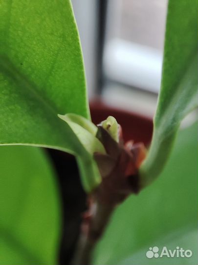 Фикус циатистипулла