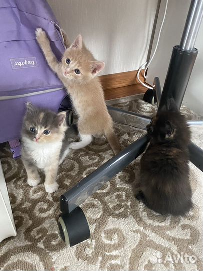 Отдам котят