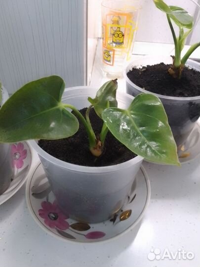 Антуриум белый