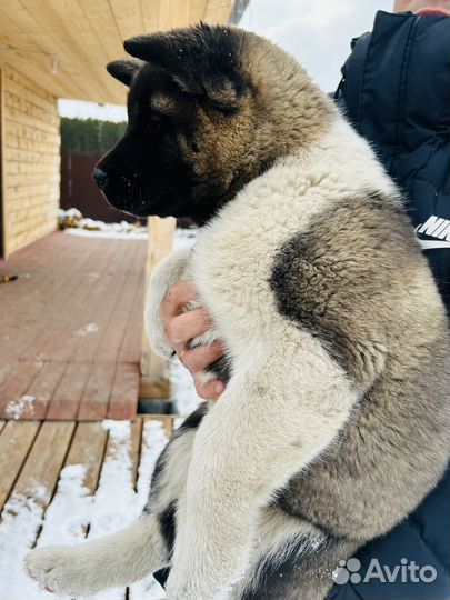 Супер девочка Американской акиты от Чемпионов