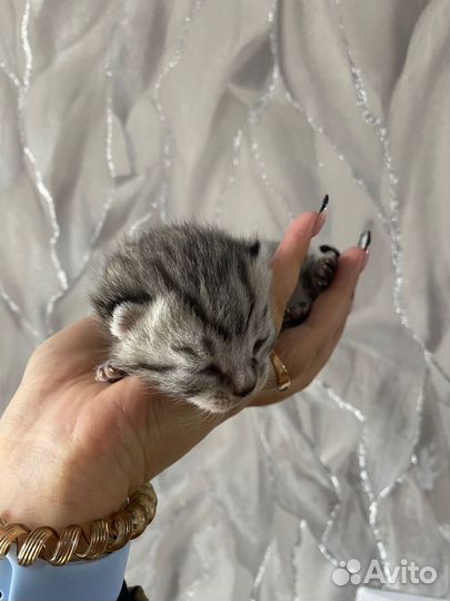 Котёнок шотландская вислоухая