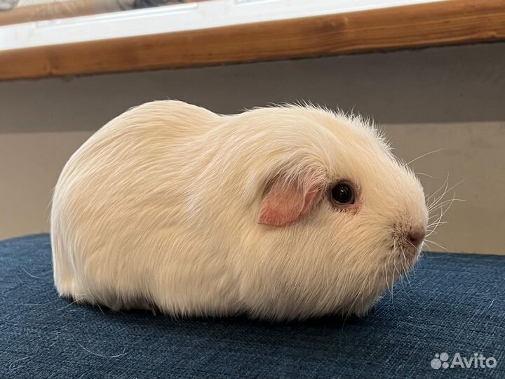 Морская свинка английский селф