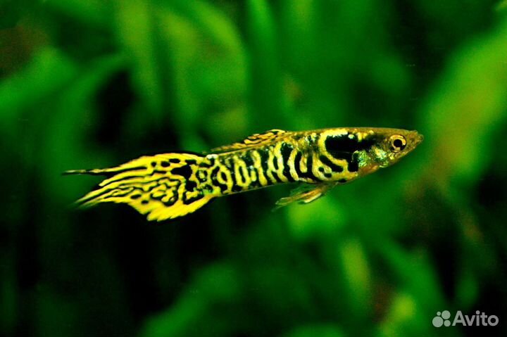 Гуппи Японцы (Эндлер голубой)