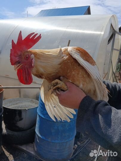 С/х животные