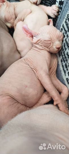Котята сфинкс эльф