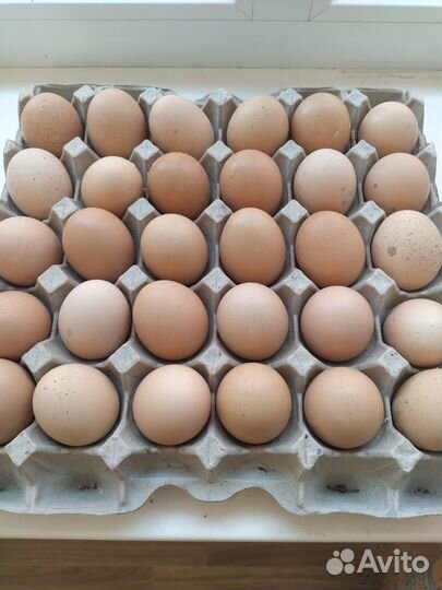 Инкубационное яйцо кур Барневельдер