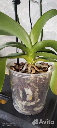 Орхидея фаленопсис