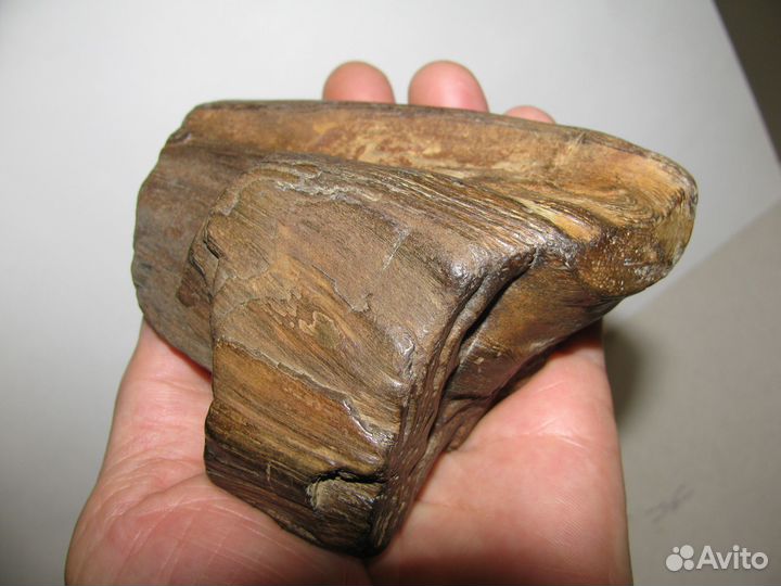 Окаменелое дерево (в коллекцию)