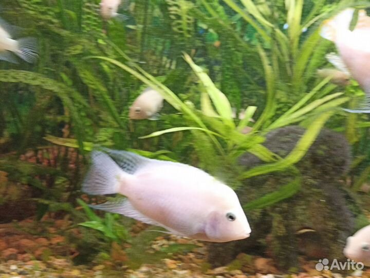 Цихлиды фламинго