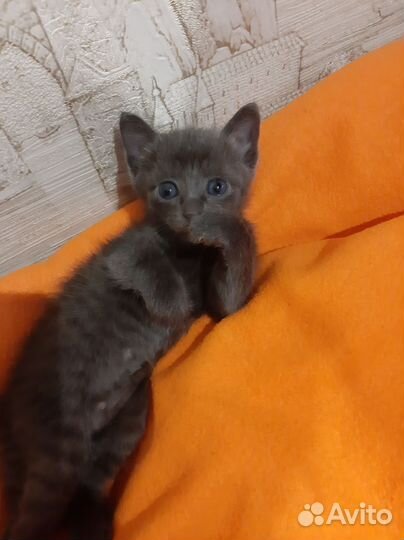 Котята Сфинксы Браши