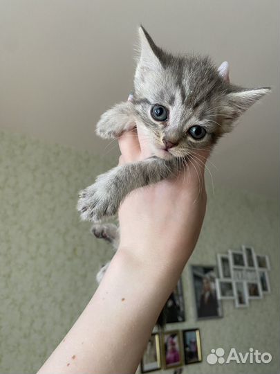 Котята метисы