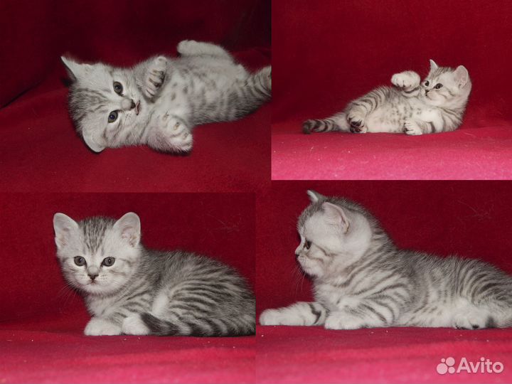 Шотландские котята