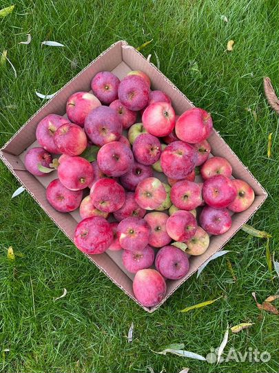 Яблоки садовые