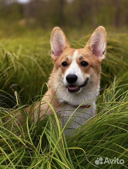 Собака-модель для фотоссесий.Вельш-корги пемброк