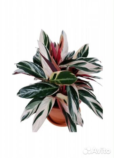 Строманта,калатея,фикус